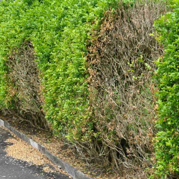 phytophthora-symptoms